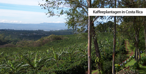 auswandern costa rica kaffeeplantage